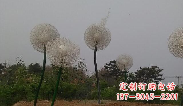大连蒲公英的绚丽多彩