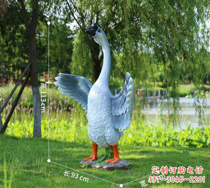 大连站立的灰色展翅天鹅